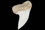 Mako Shark Tooth Fossil - Sharktooth Hill, CA #94692-1